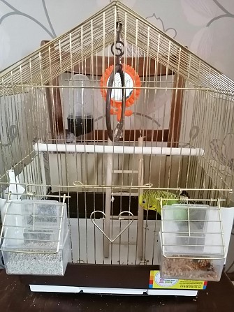 Попугай с клеткой Омск - изображение 1