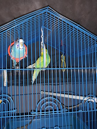 Волнистые попугаи Хабаровск - изображение 1