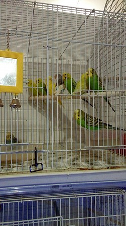 Волнистый попугай Хабаровск - изображение 1