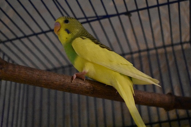 Волнистые попугаи Рязань - изображение 1