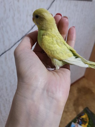 Волнистый попугайчик Иваново - изображение 1