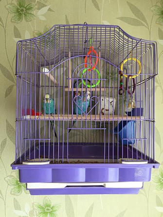 Волнистые попугаи Кострома - изображение 1