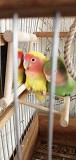 Девочка попугай неразлучник