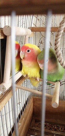 Девочка попугай неразлучник Никольское - изображение 1
