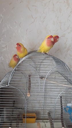Попугаи неразлучники Никольское - изображение 1