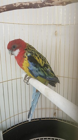 Продам попугаев Уфа - изображение 1