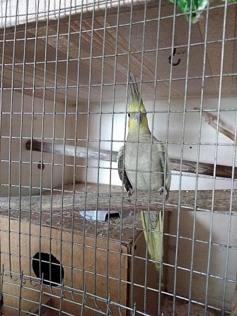 Попугаи самка Корелла Курск - изображение 1