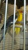 Какарик самец , новозеландский прыгающий попугай