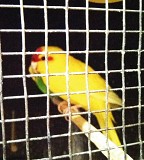 Самец попугая какарик