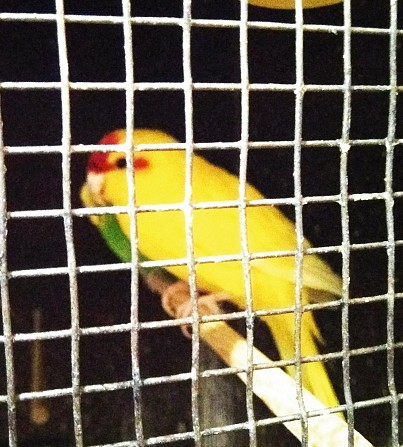 Самец попугая какарик Москва - изображение 1