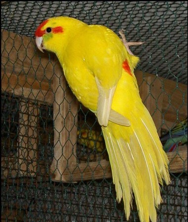 попугай ручной какарики Балашиха - изображение 1