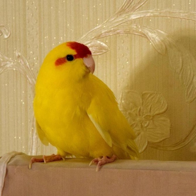 продаю попугай какарики Балашиха - изображение 1
