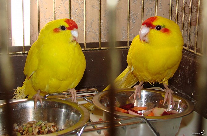 попугай какарики молодежь Балашиха - изображение 1