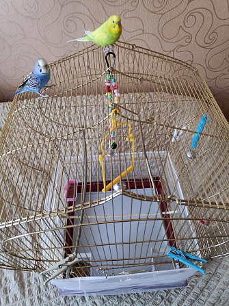 2 ручных волнистых попугая с большой клеткой. Новороссийск - изображение 1