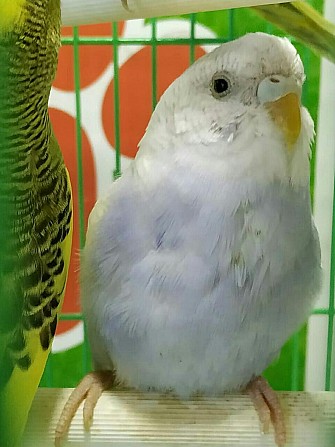 Птенец волнистого попугая+ новая клетка. Волгодонск - изображение 1