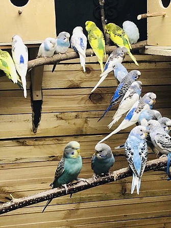 Волнистые попугайчики от заводчика Одинцово - изображение 1
