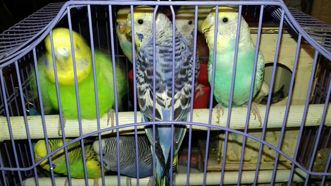 Продаю волнистых попугаев Черкесск - изображение 1