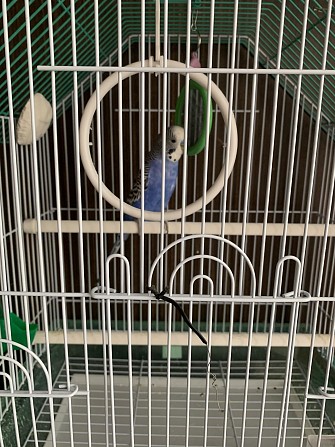 Волнистый попугай с клеткой Зеленоград - изображение 1