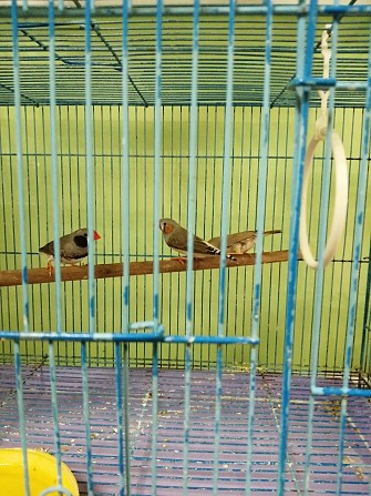 Птички амадины Чита - изображение 1