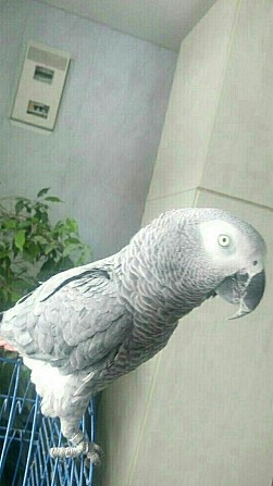 Продам попугая породы жако ,птичка ручная, говорит Екатеринбург - изображение 1