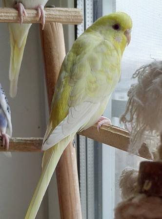 Волнистый попугай, самка Москва - изображение 1