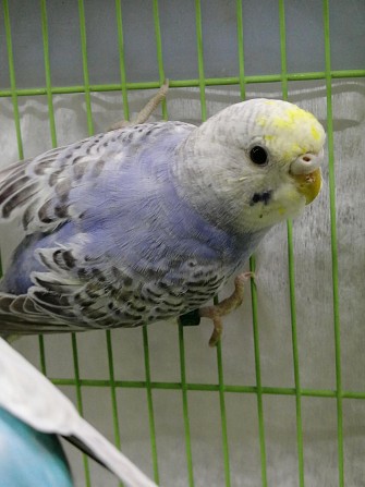 Волнистые попугаи птенцы самки Москва - изображение 1