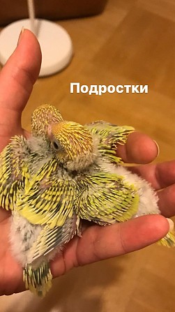 Птенец волнистого попугая Москва - изображение 1