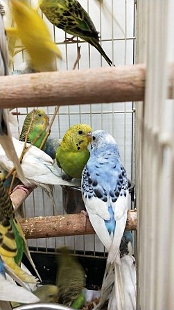 Волнистые попугаи Санкт-Петербург - изображение 1