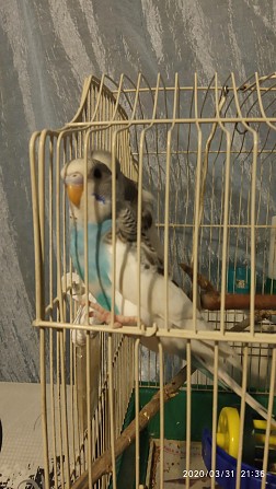 Попугайчик волнистый Новосибирск - изображение 1