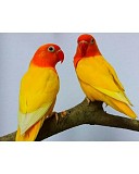 пара неразлучники попугаи красноклювые масковые