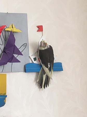 Птенцы попугаев Корелл Москва - изображение 1