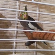 Птенец самец попугая Кореллы