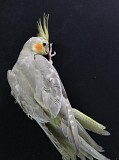 Попугай корелла домашний