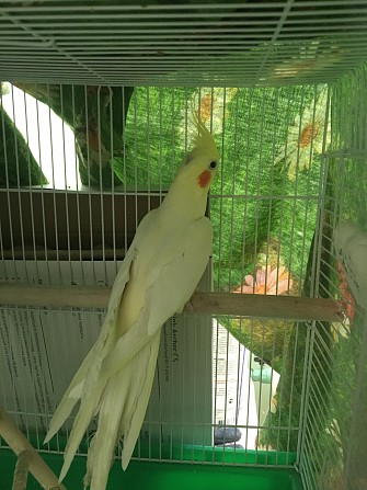 Попугай корелла Самара - изображение 1