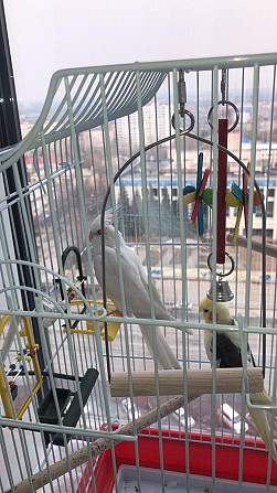 Птенцы попугаев корелла Уфа - изображение 1