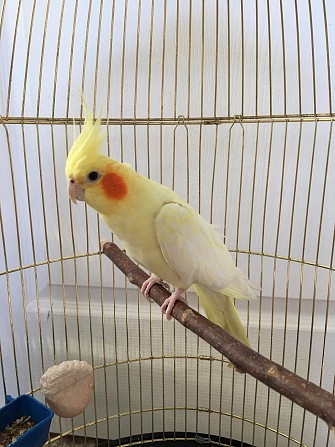 Самка попугая корелла Пермь - изображение 1