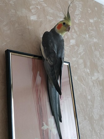 Попугай Корелла Пенза - изображение 1
