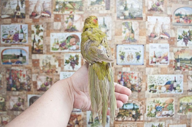 Попугай какарик ручной выкормыш самец Москва - изображение 1