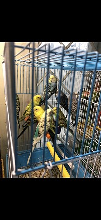 Продаются птенцы Волнистого попугая Находка - изображение 1