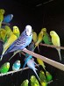 Птенцы попугав для обучения и взрослые