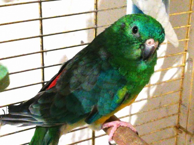 Певчий попугай Новосибирск - изображение 1