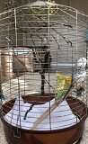 Волнистые попугаи с просторной клеткой