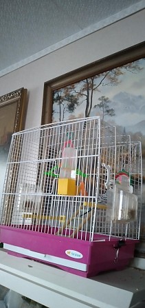 волнистый попугай редкого окраса с клеткой Москва - изображение 1