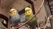 Волнистый попугай радужный птенец (самка)