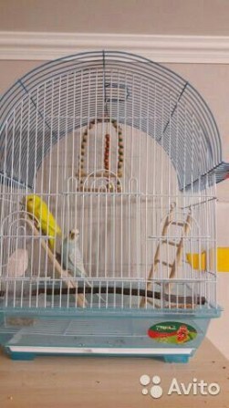 Волнистые попугайчики пара с клеткой Москва - изображение 1