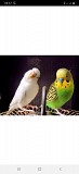 пара волнистых попуганв с клеткой
