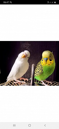 пара волнистых попуганв с клеткой Москва - изображение 1