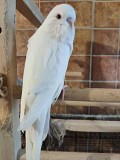 Выставочный волнистый попугай, самка