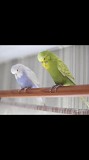 Ручные птенцы выставочного волнистого попугая