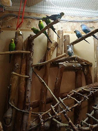 волнистые попугаи Санкт-Петербург - изображение 1